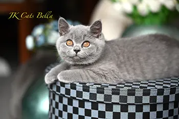 litterb (20) copy